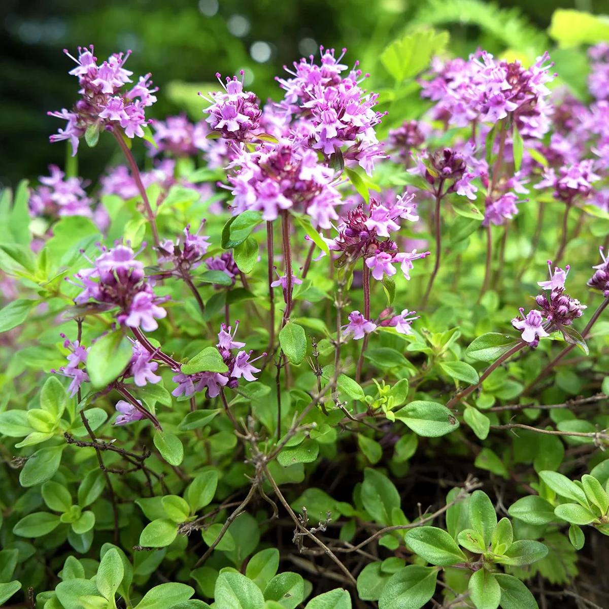 Pink Creeping Thyme Flower Seeds for Planting  Easy to Grow Heirloom Non-GMO High Germination Organic Garden Seeds