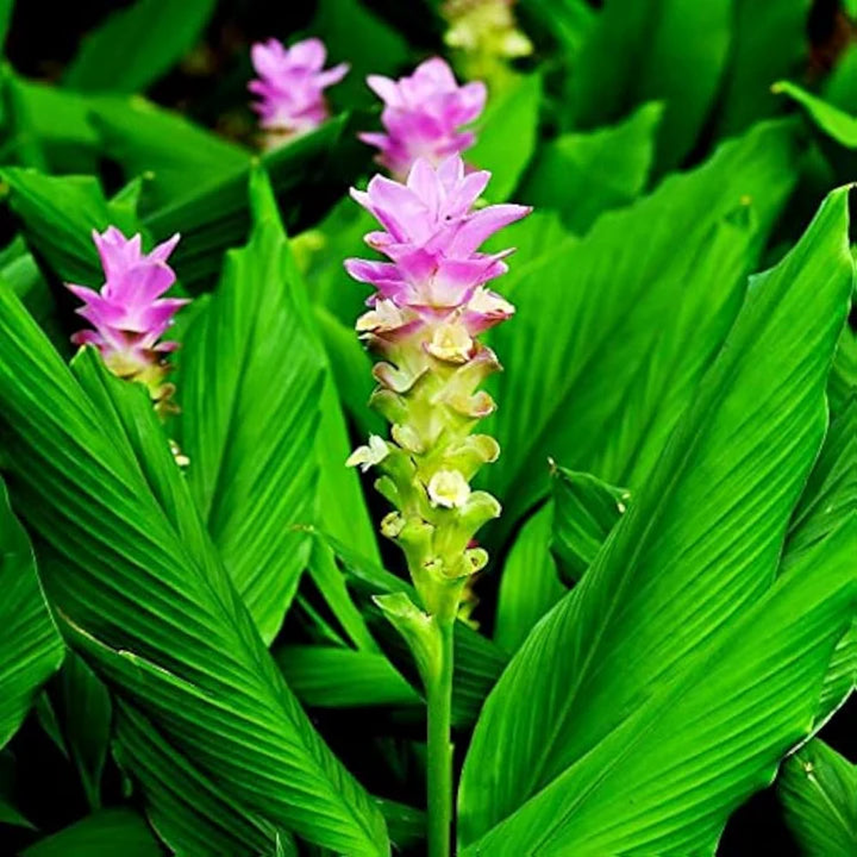 Pink Curcuma Flower Seeds for Planting  Heirloom, Non-GMO, High Germination Organic Garden Seeds