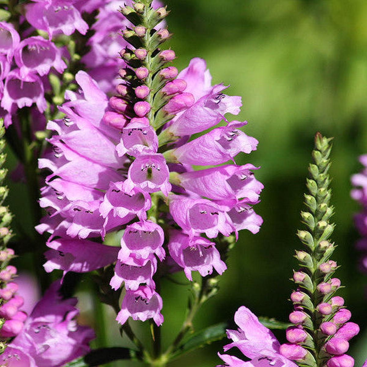 Pink False Dragonhead Flower Seeds for Planting  Heirloom, Non-GMO, Easy to Grow, Perennial
