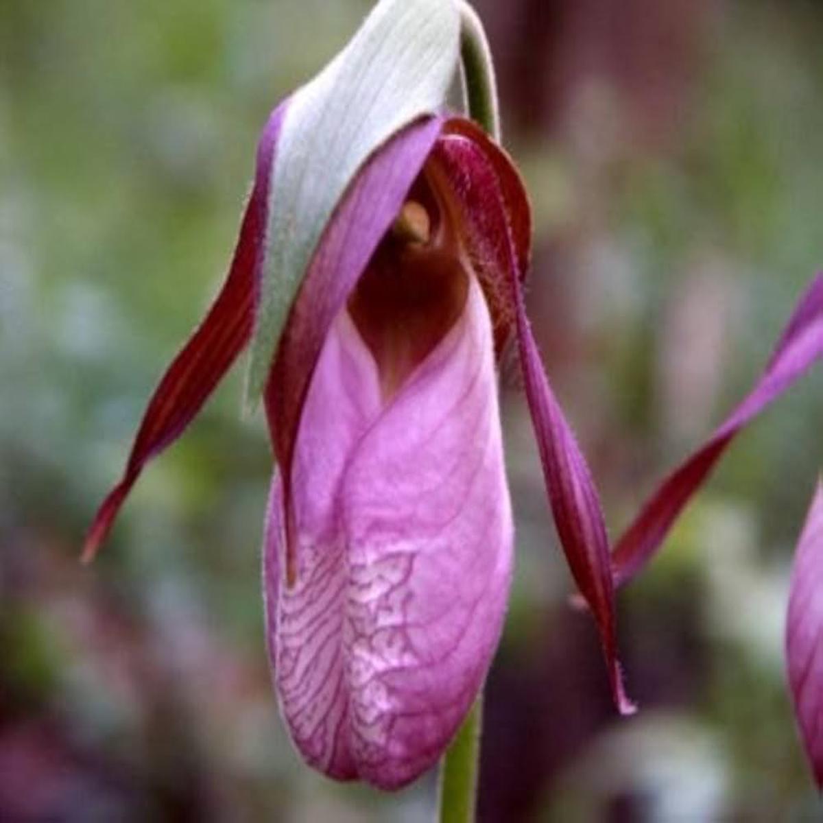 Pink Lady’s Slipper Flower Seeds for Planting – Heirloom, Non-GMO, High Germination Organic Garden Seeds