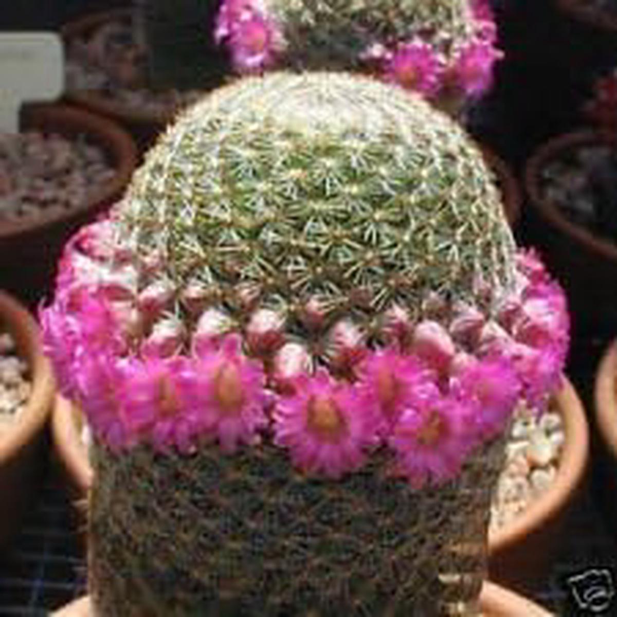 Pink Mammillaria Flower Seeds for Planting Heirloom, Non-GMO, Garden Favorite Organic Seeds