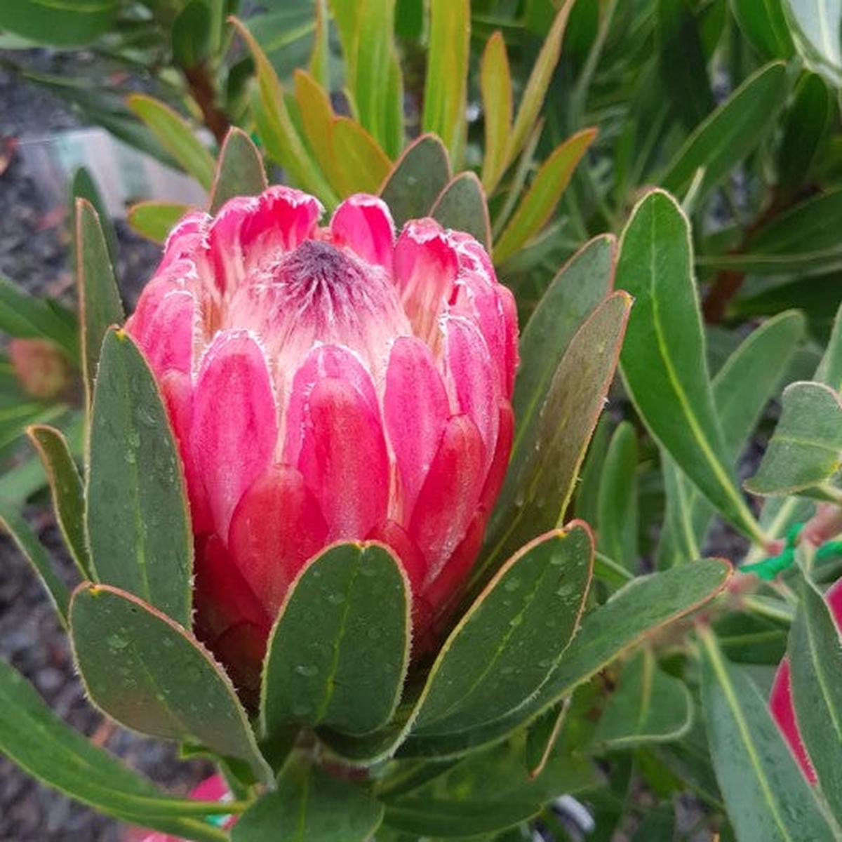 Pink Neriifolia Flower Seeds for Planting Hardy Variety Heirloom & GMO Free Seeds for Home Garden Sale