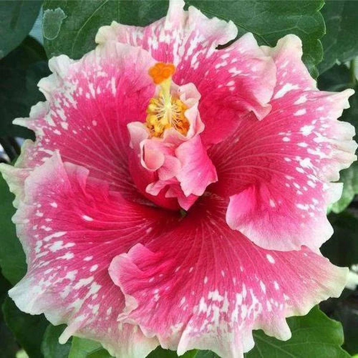 Pink White Hibiscus Seeds Flowers Flower Seed Perennial Bloom Seeds  Heirloom, Non-GMO, High Germination Organic Garden Seeds