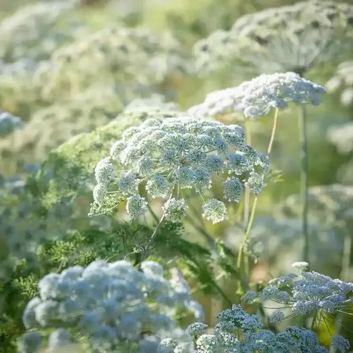 Planting In Patches, High Quality Variety, Ornamental Flowers Ammi Visnaga  Heirloom, Non-GMO, High Germination Organic Garden Seeds