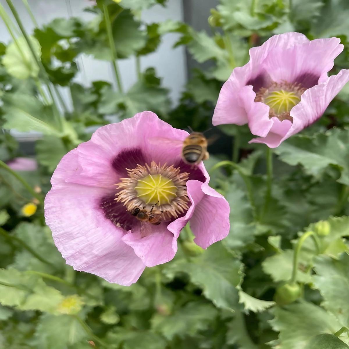 Poppy Hungarian Blue