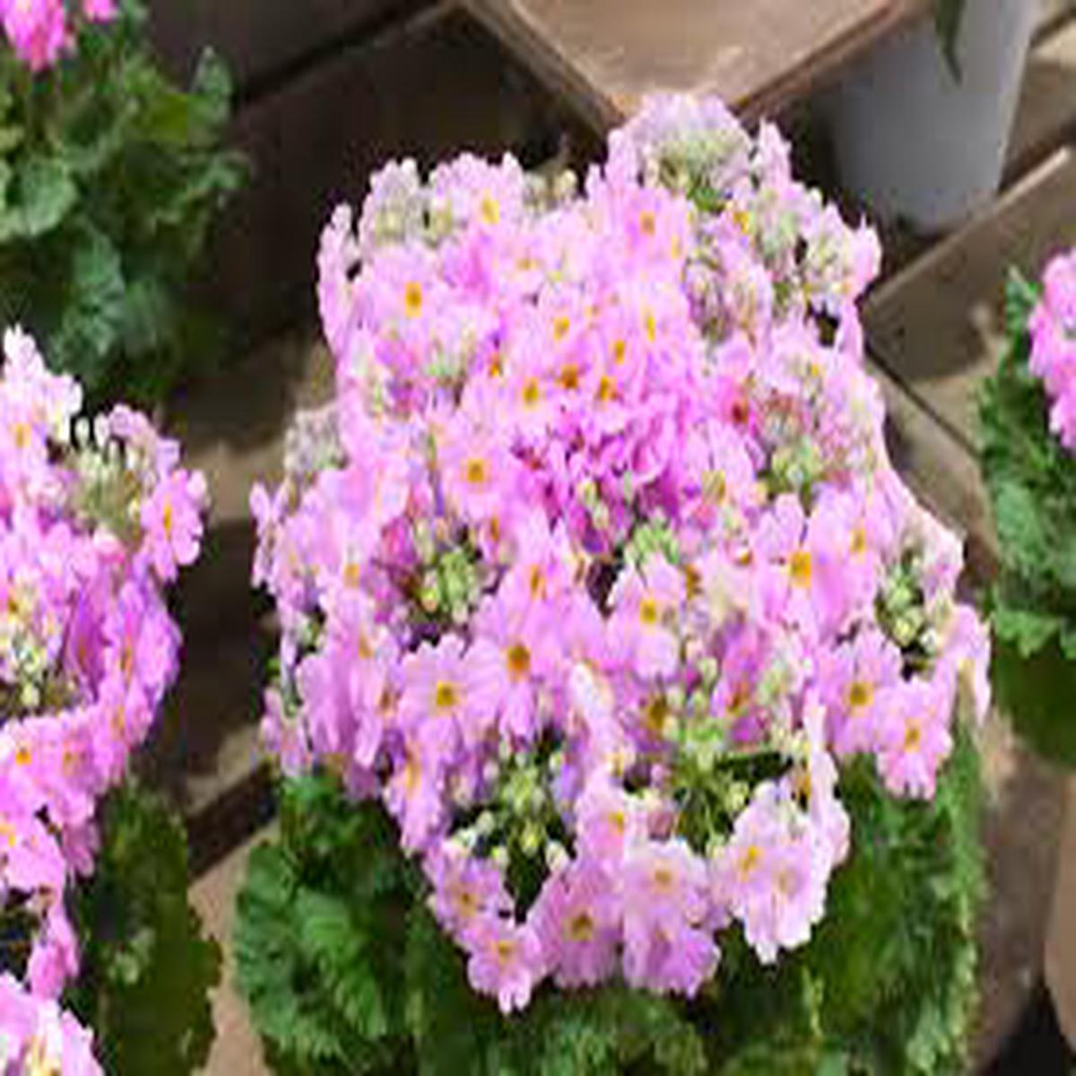 Primula Flower Seeds for Planting, Purple Malacoides, 100 pcs