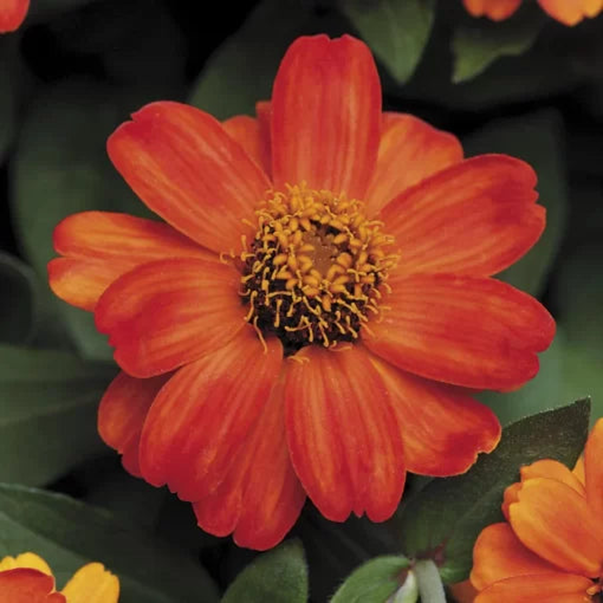Profusion Fire Zinnia Seeds | Bright Fiery Zinnia Flowers  Heirloom, Non-GMO, High Germination Organic Garden Seeds