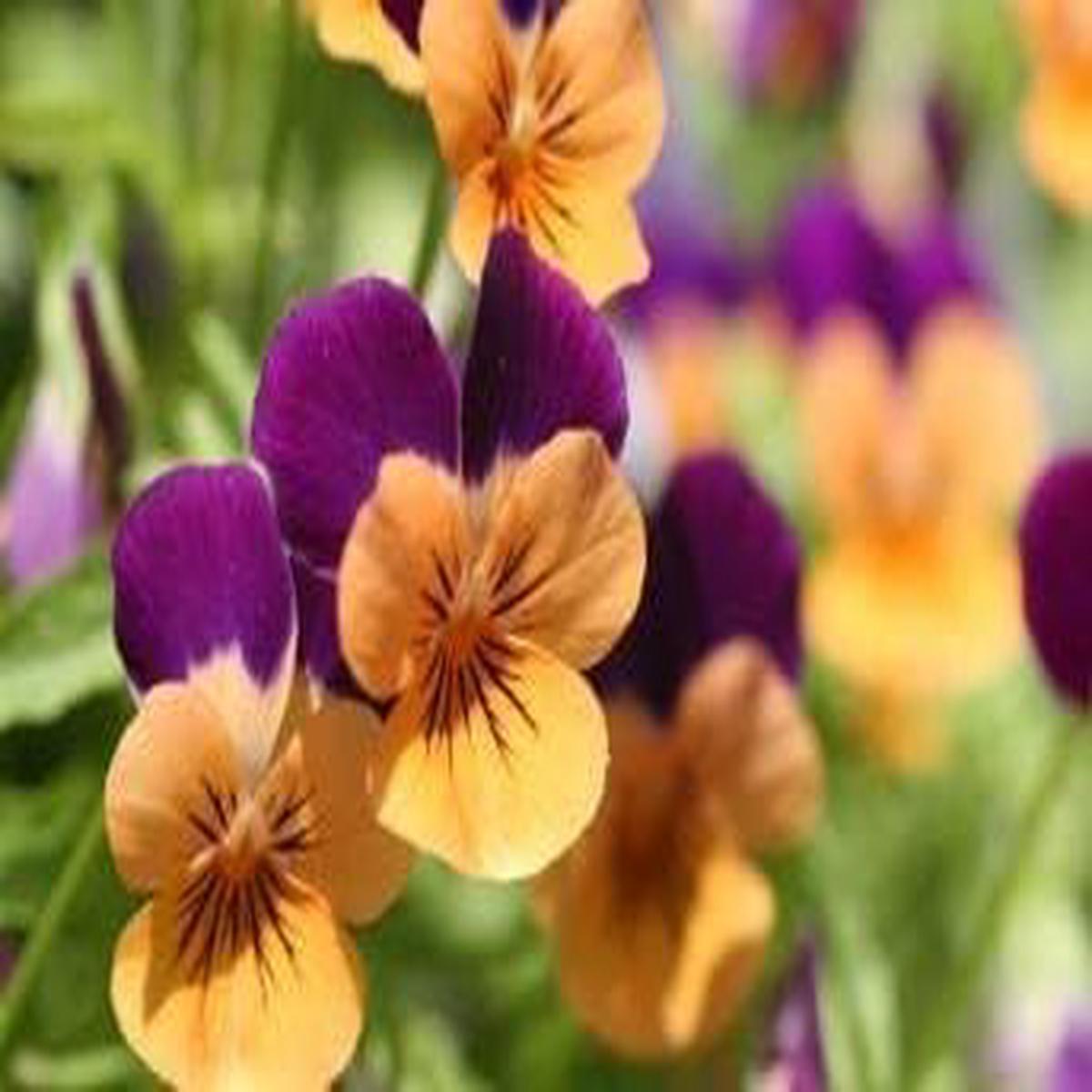 Purple Orange Pansy Flower Seeds for Planting | Heirloom Non-GMO High Germination