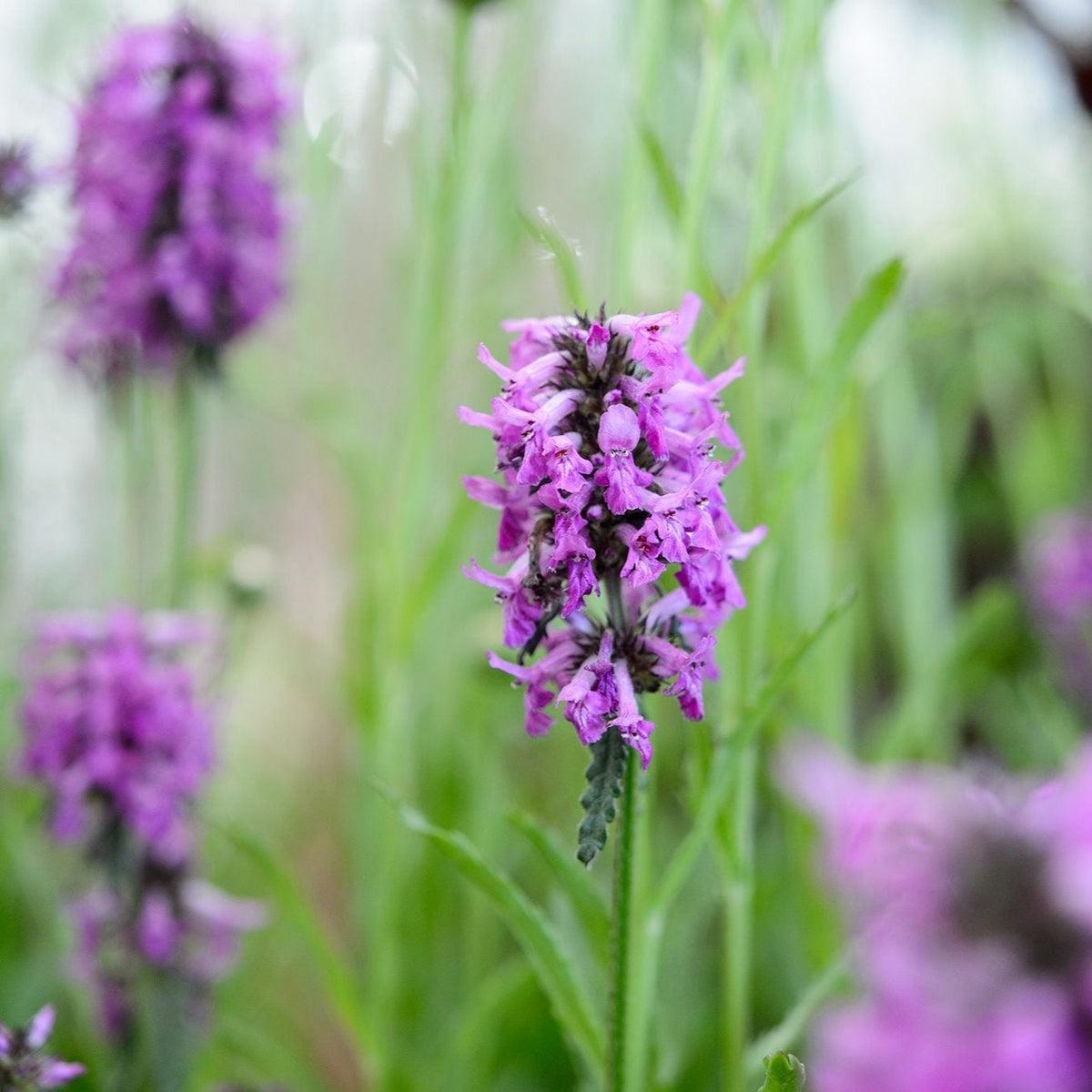 Purple Stachys Flower seeds for Planting Colorful Display Heirloom & GMO Free Seeds for Home Garden Sale