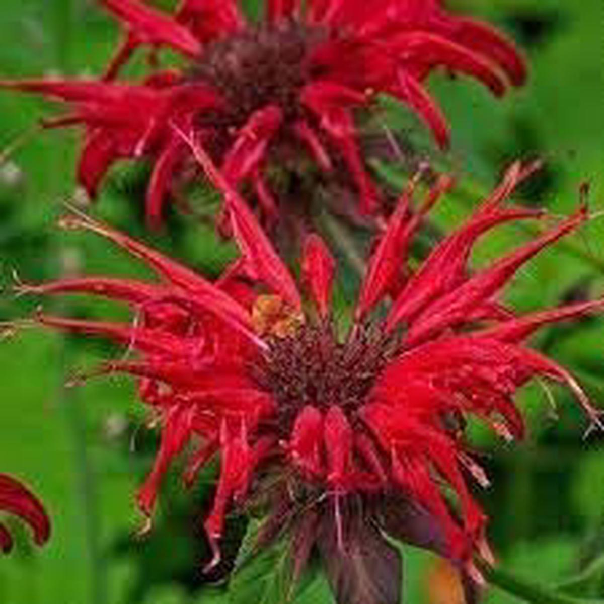 Red Bergamot Monarda Flower Seeds for Planting  Seasonal Bloomer Heirloom Non-GMO Organic Garden Seeds