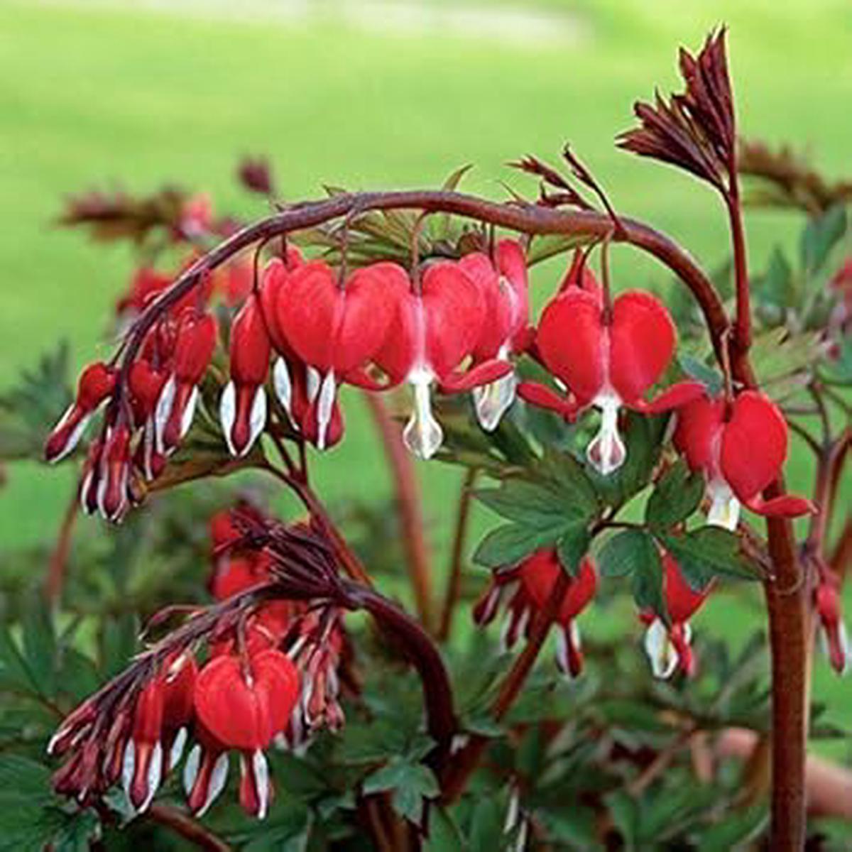 Red Bleeding Heart Flower seeds for Planting – Sun Loving, Heirloom & GMO Free Seeds for Home Garden