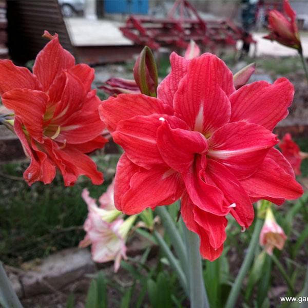 Red Double Narcissus Flower Seeds Wildflower Mix, Heirloom & Non-GMO for Home Garden