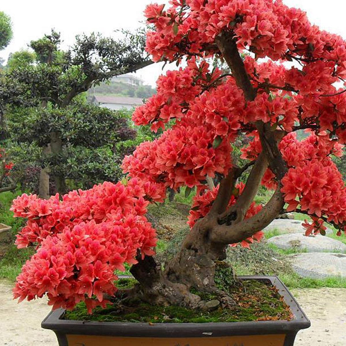 Red Simsii Bonsai Flower Seeds Heirloom Non-GMO Azalea Seeds for Planting