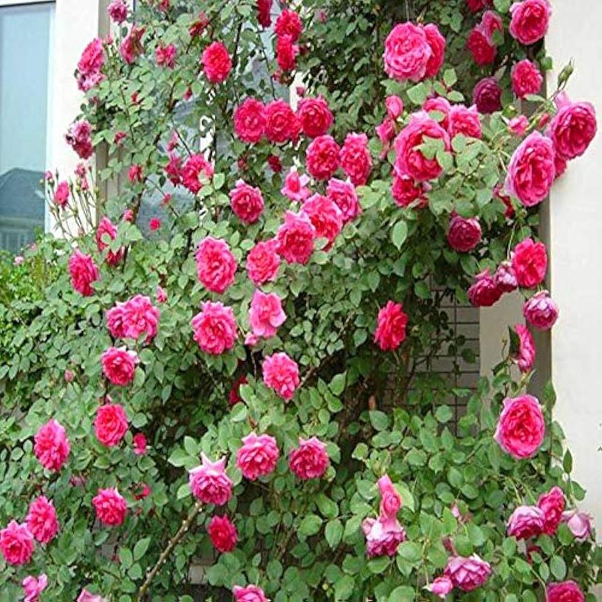 Rose Rosa hybrida flower seeds for planting in garden beds