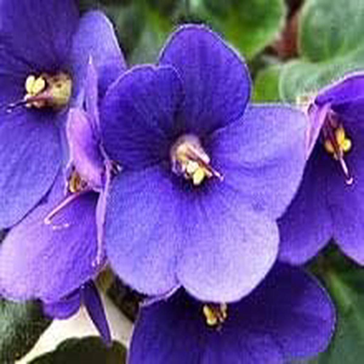 Saintpaulia Seeds for Planting  Organic, Heirloom, Non-GMO Flower Seeds