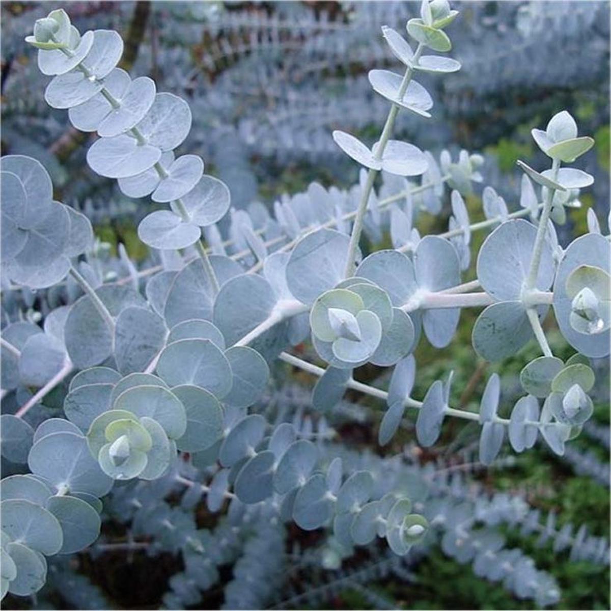 Sea Blue Eucalyptus Gunnii Flower Seeds for Planting  Heirloom, Non-GMO, High Germination Seeds