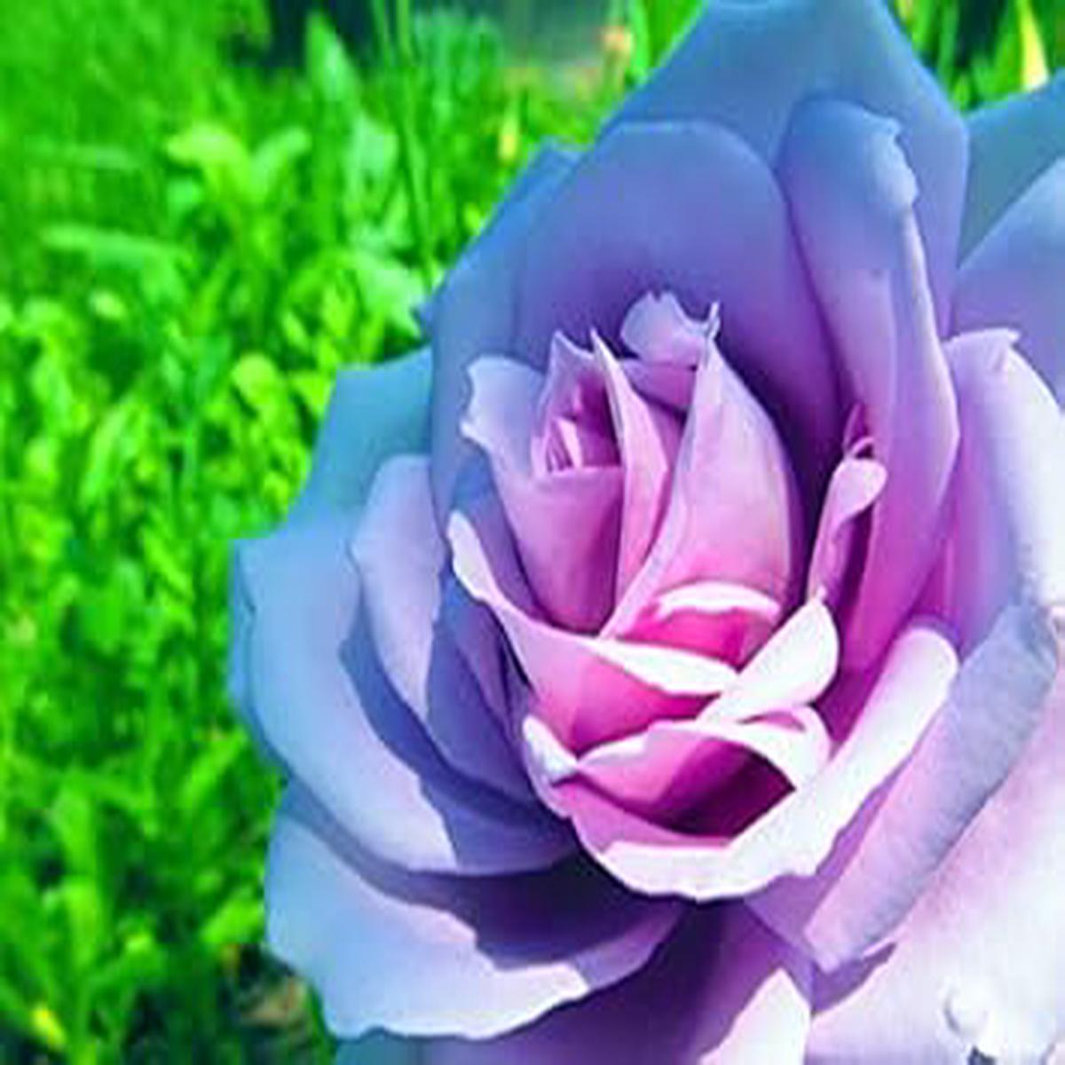 Sky Blue Pink Rose Flower Seeds Heirloom Non-GMO Seeds for Planting & Organic Garden Blooms