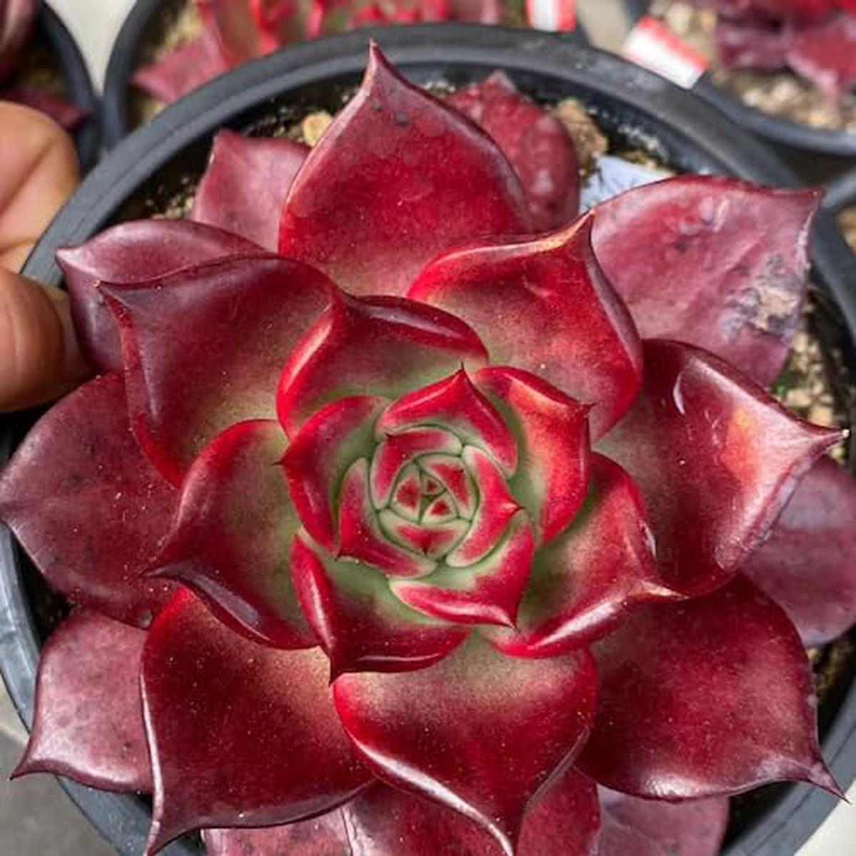 Succulent Red – Heirloom, Non – Gmo Seeds