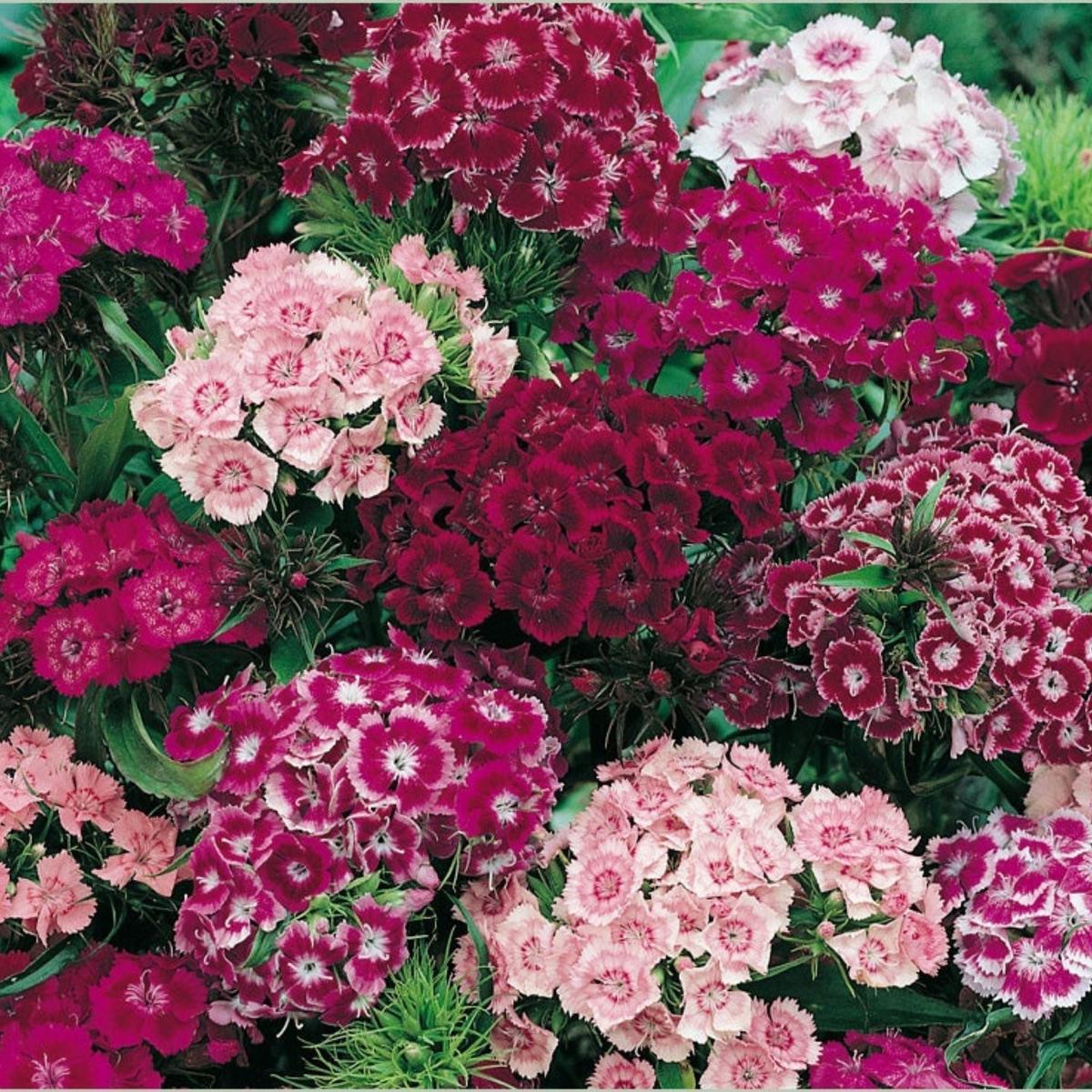 Sweet William Flower Seeds for Planting  Heirloom, Non-GMO, Easy to Grow, Perennial