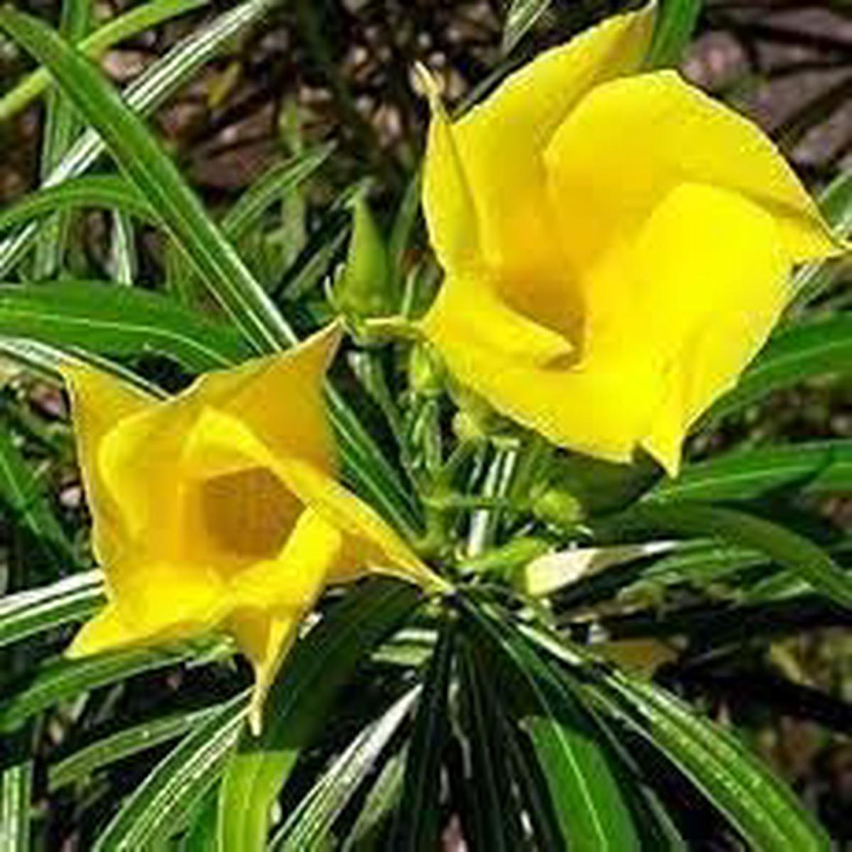 Thevetia Flower Seeds for Planting  Perfect for Borders, Heirloom, Non-GMO, High Germination Garden Seeds