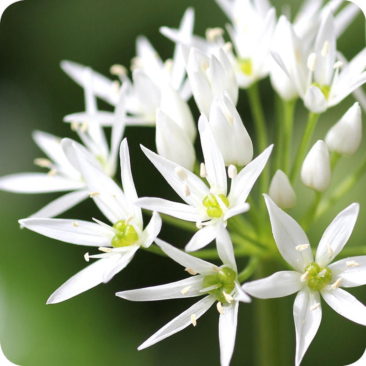 Ursinum Flower Seeds for Planting Heirloom, Non-GMO, High Germination Organic Garden Seeds