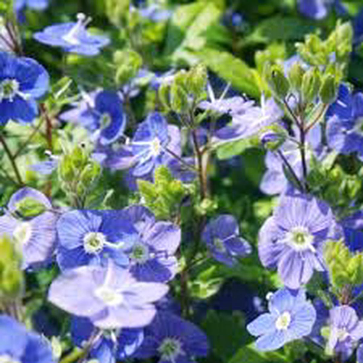 Veronica Repens Creeping Speedwell Seeds for Planting Ground Cover Lawn