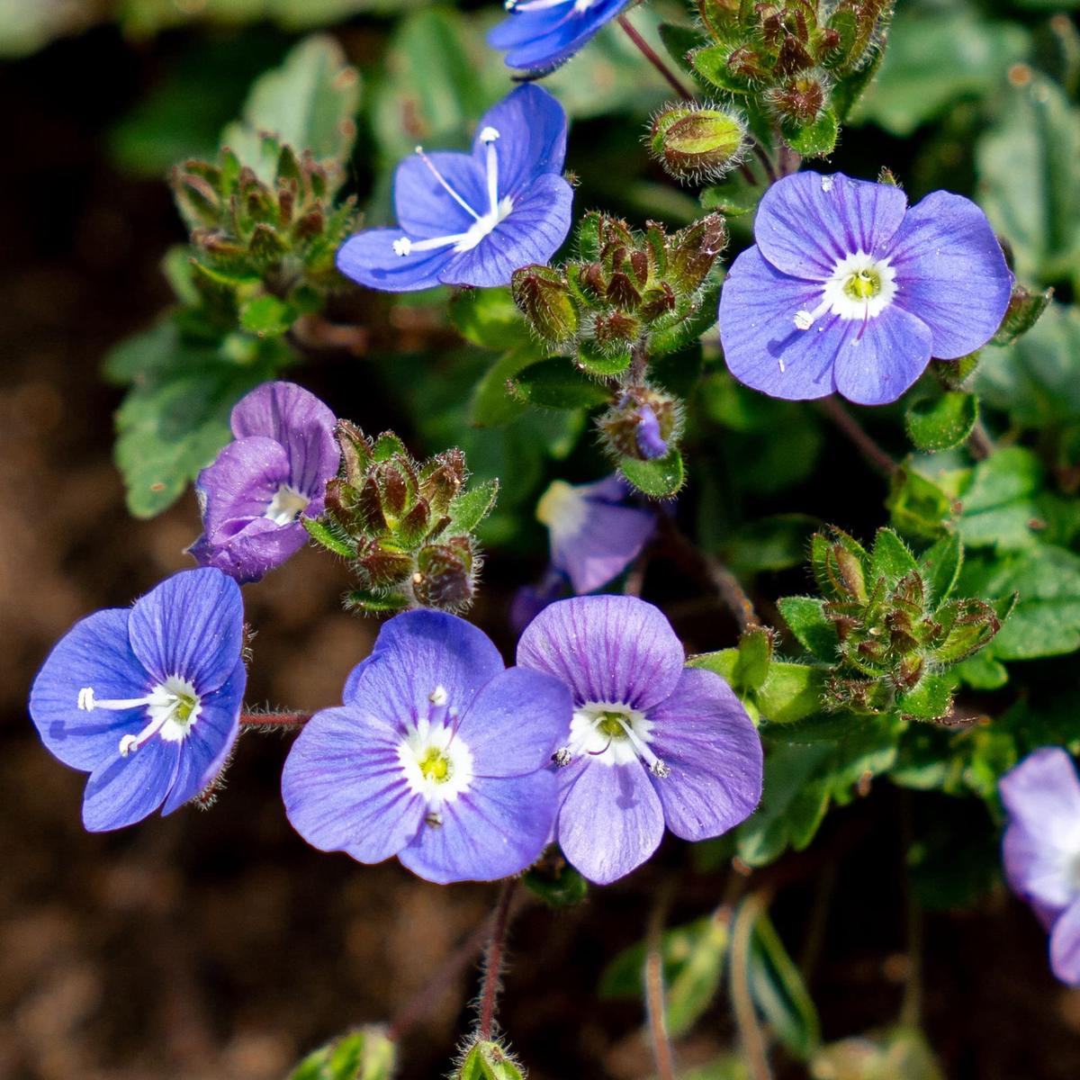 Veronica Repens Flower Seeds for Planting  Heirloom, Non-GMO, Ground Cover, Perennial