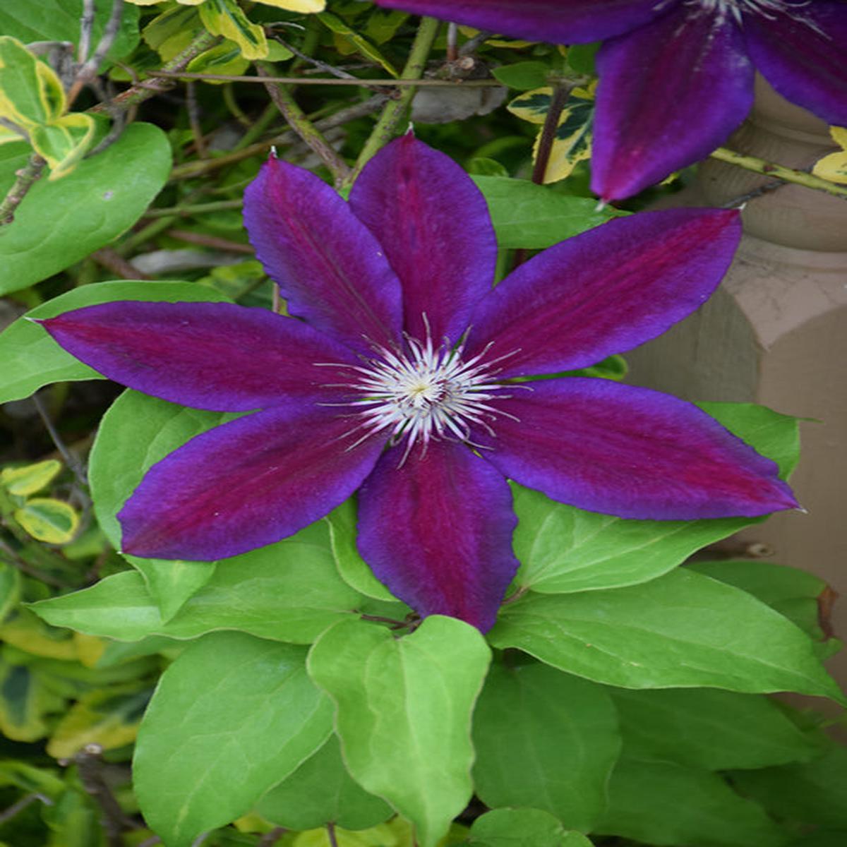 Violet Red Clematis Flower Seeds for Planting  Heirloom, Non-GMO, High Germination Organic Garden Seeds