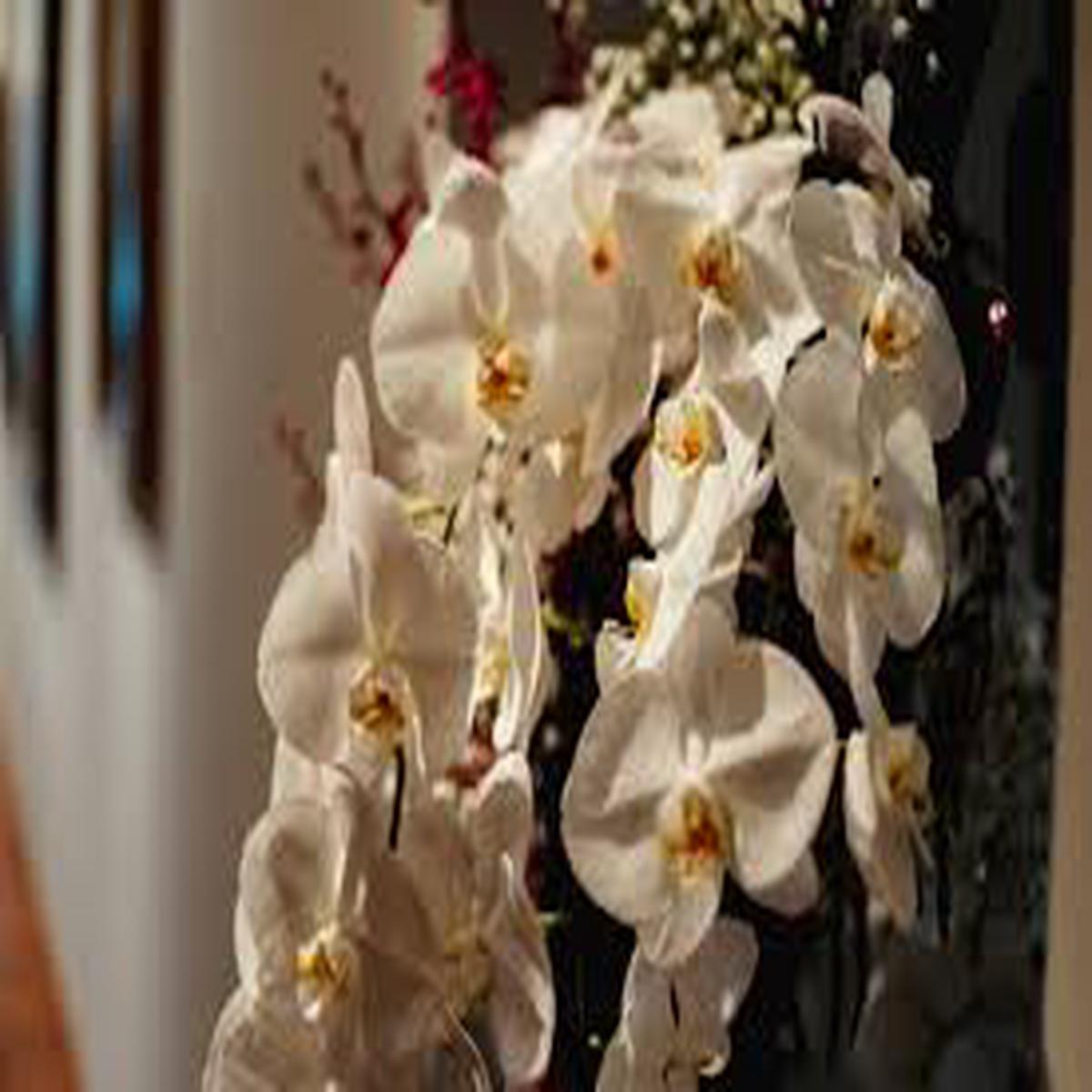 White Brown Phalaenopsis Orchid Seeds for Planting  Heirloom, Non-GMO, High Germination Organic Garden Seeds (100pcs)