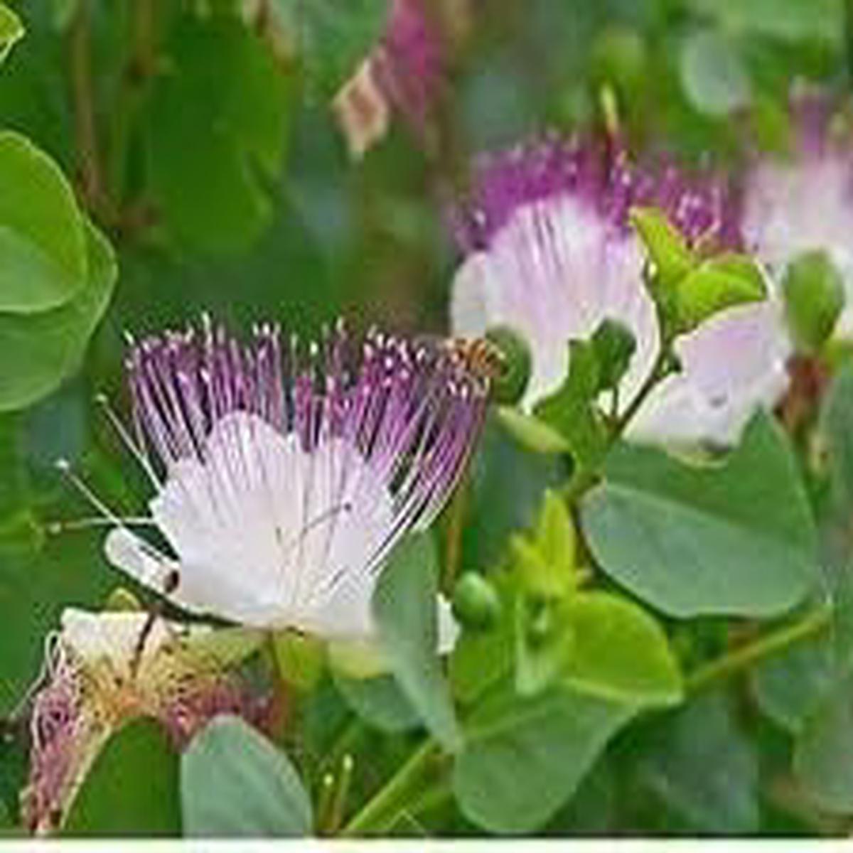 White Capparis Spinosa Flower seeds for Planting – Perfect for Borders, Heirloom & GMO Free Seeds for Home Garden
