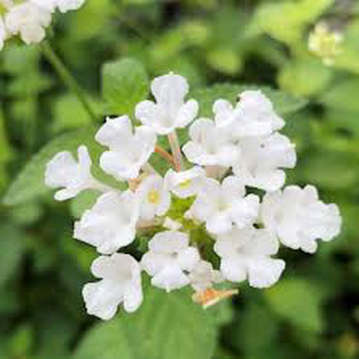 White Lantana Flower Seeds for Planting  Heirloom Non-GMO Organic Garden Seeds  Hardy Variety, High Germination