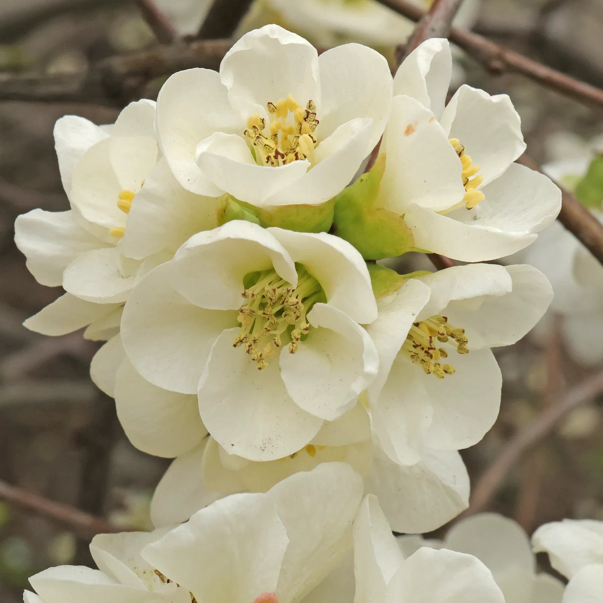 Yellow Chaenomeles Seeds – Perfect for Planting