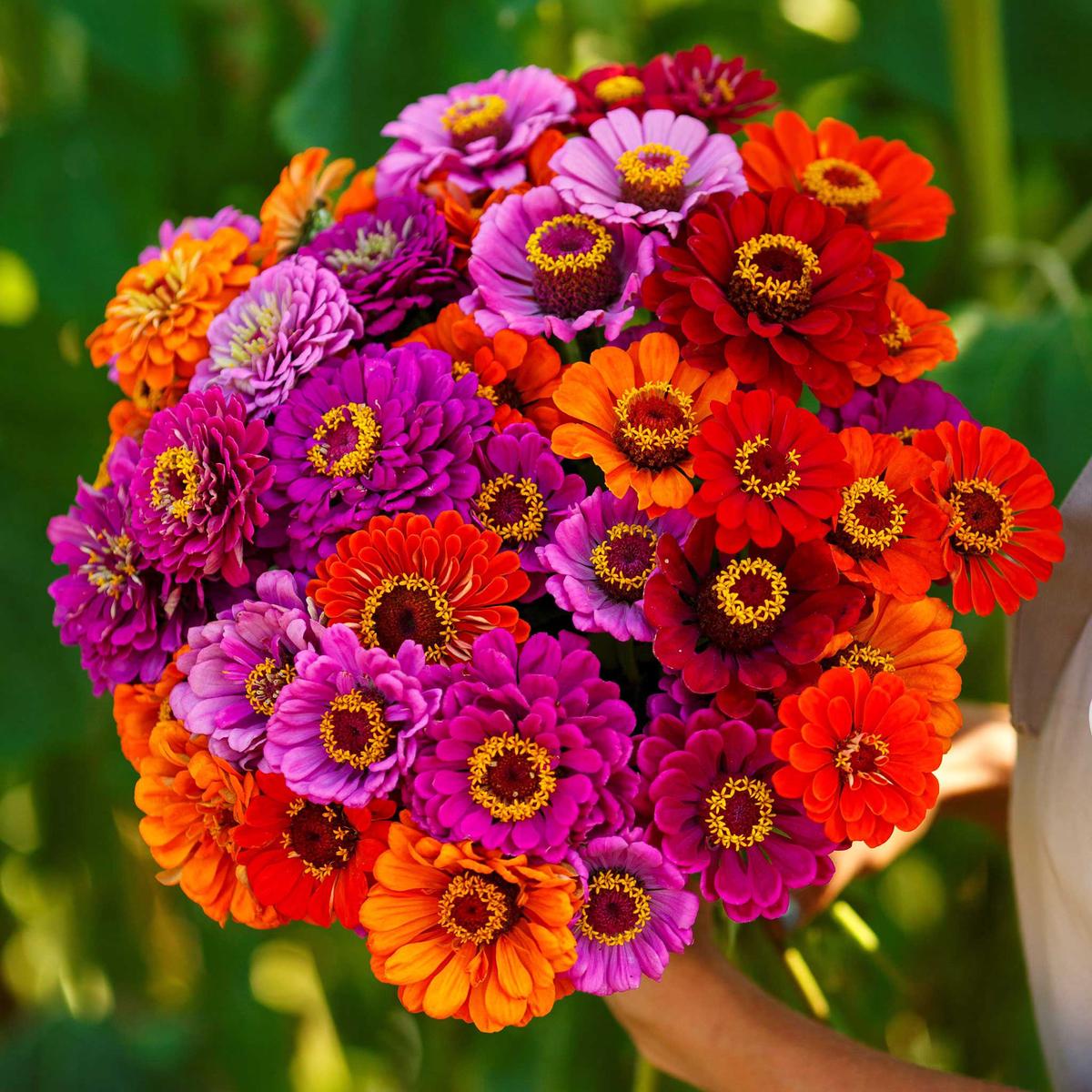 Zinnia Seeds – Purple Dream Mix