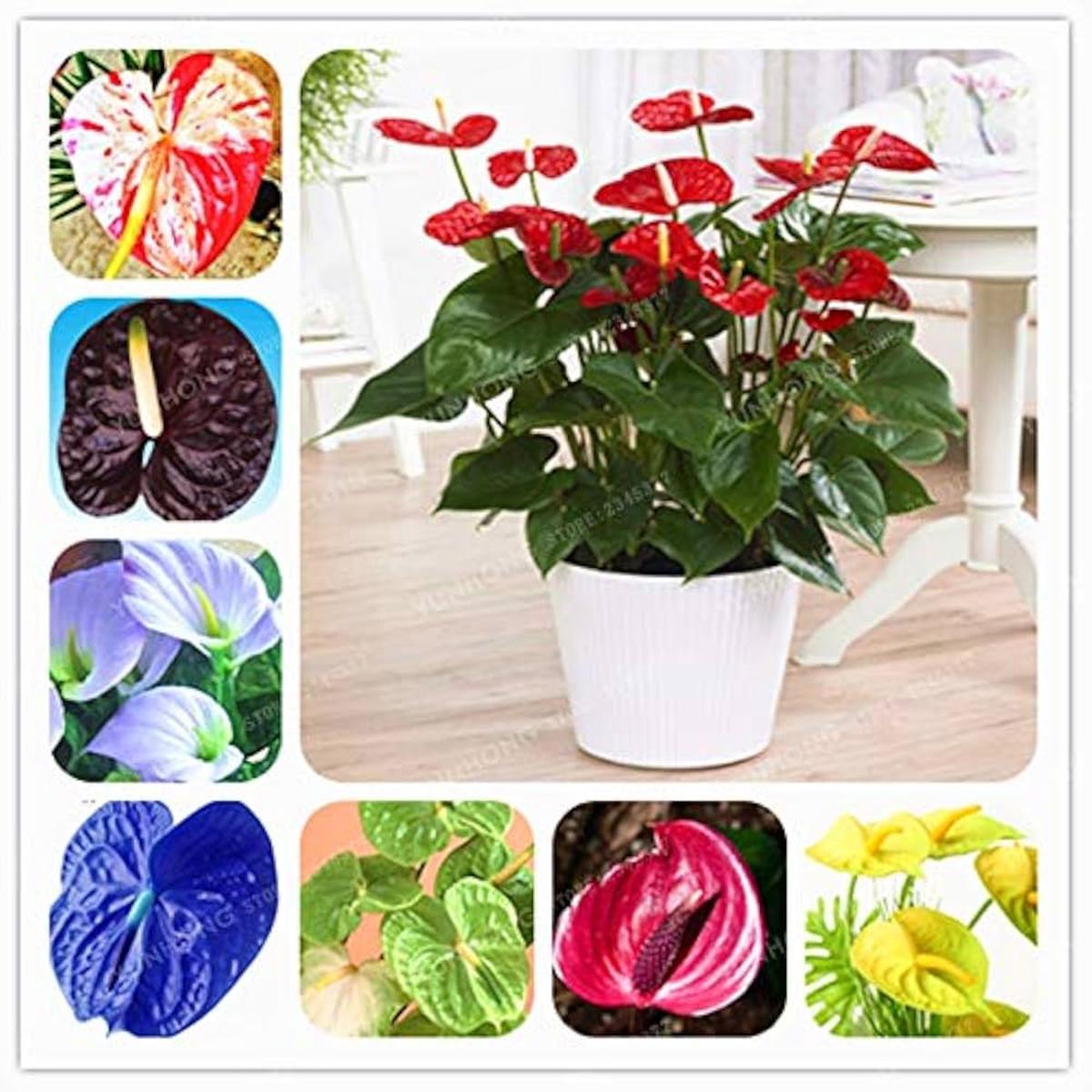 Anthurium Mixed Flower Seeds for Planting  Heirloom, Non-GMO, Bright Blooms, High Germination Organic Garden Seeds
