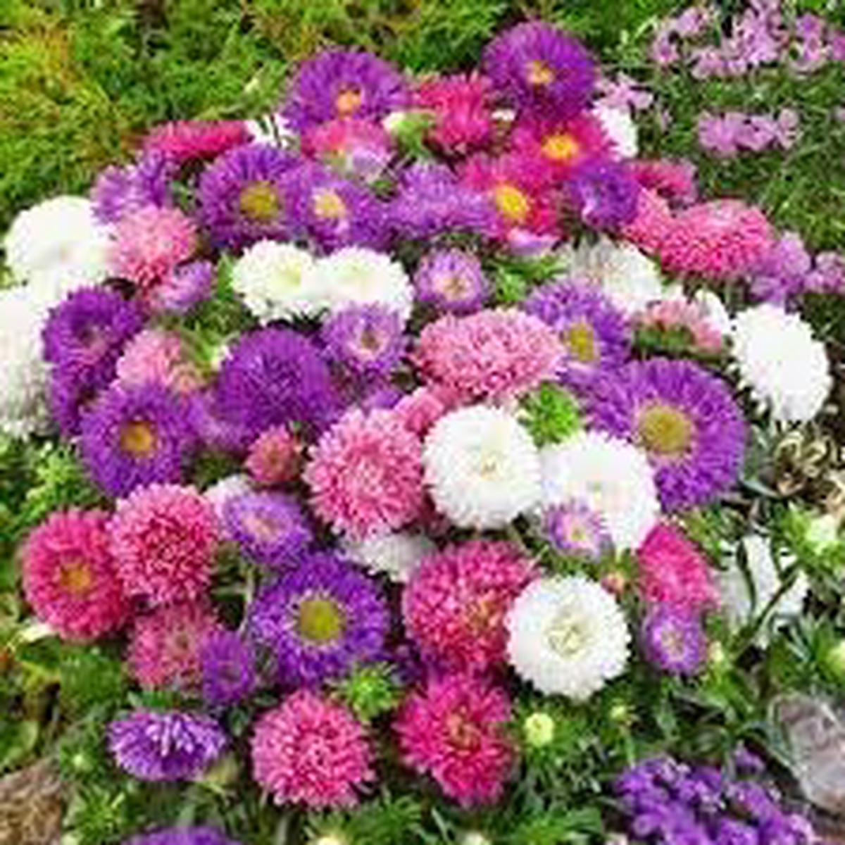Aster Flower Seeds Heirloom Non GMO Planting – 100 pcs