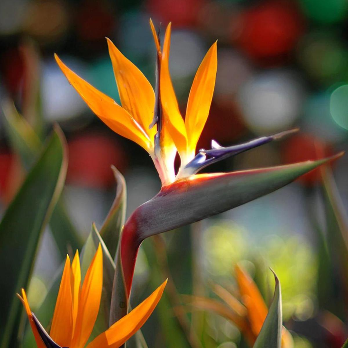 Bird of Paradise Flower seeds for Planting Cottage Garden Essential Heirloom & GMO Free Seeds for Home Garden
