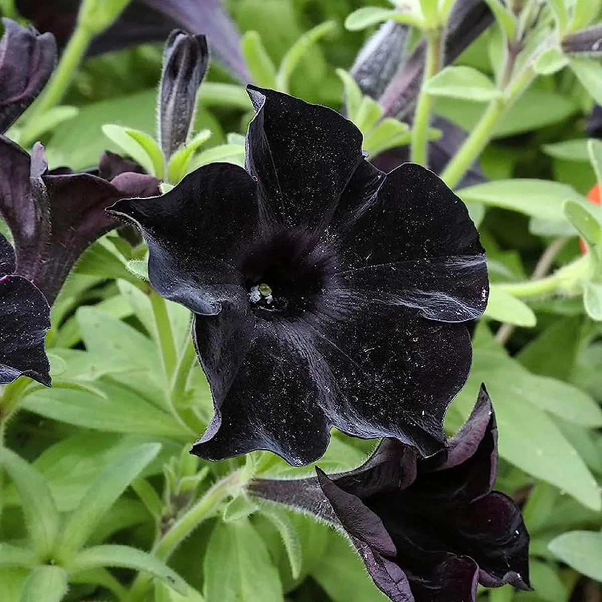 Black Velvet Petunia Flower seeds for Planting – Seasonal Bloomer, Heirloom & GMO Free Seeds for Home Garden