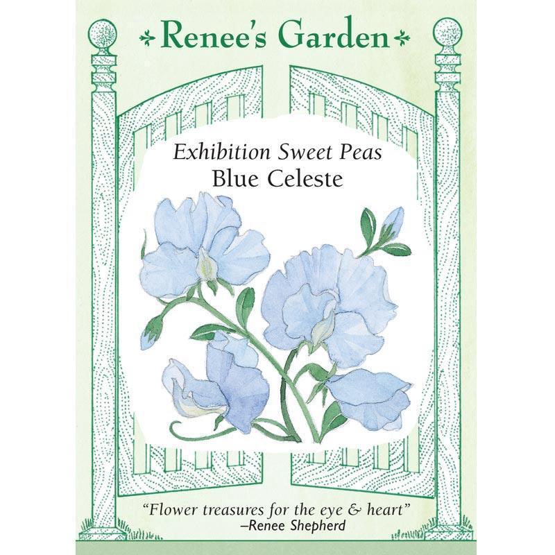 Blue Celeste Exhibition Sweet Pea Flower Seeds