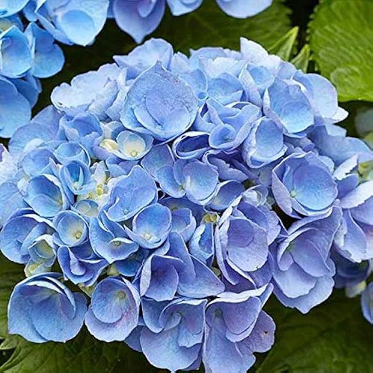 Blue Climbing Geranium Flower seeds for Planting – Long Bloom Season, Heirloom & GMO Free Seeds for Home Garden