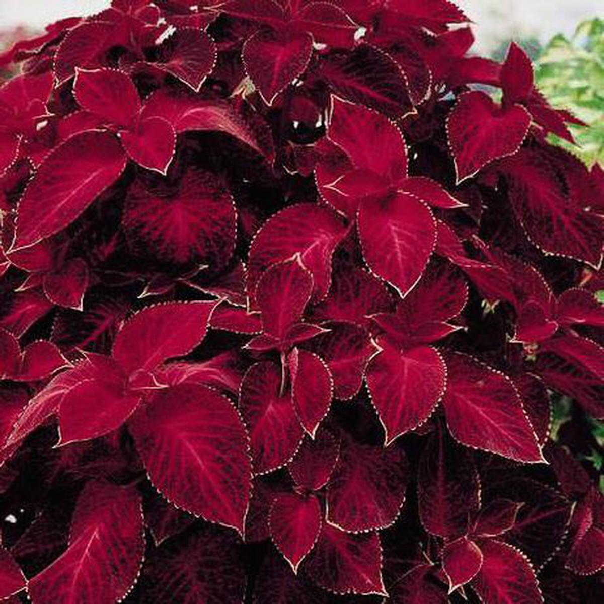 Coleus Wizard Velvet Red Plant Flower Seeds for Planting  Heirloom, Non-GMO, High Germination Organic Garden Seeds