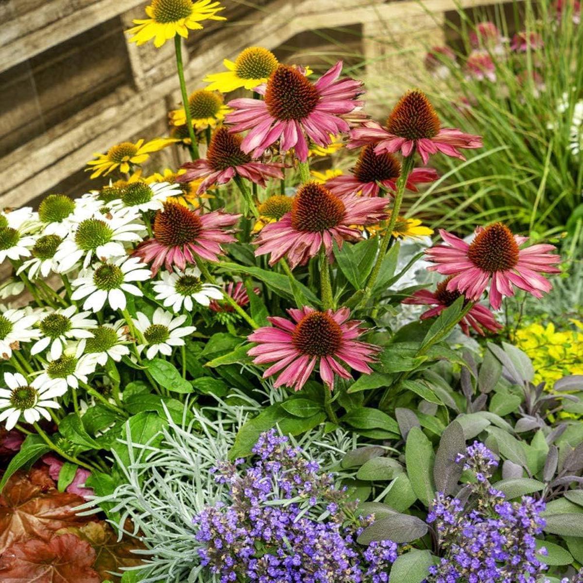Coneflower Seeds for Planting  Heirloom, Non-GMO, Easy to Grow, Pollinator-Friendly