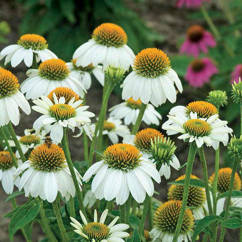 Coneflower Seeds – PowWow White