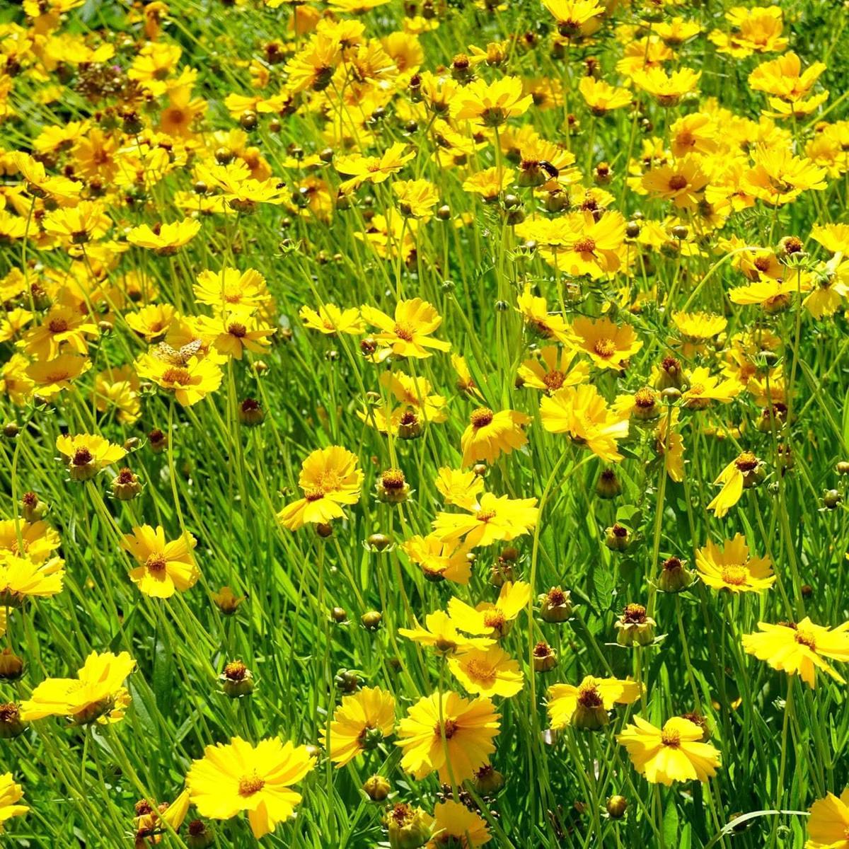 Coreopsis Leavenworth Tickseed Flower Seeds