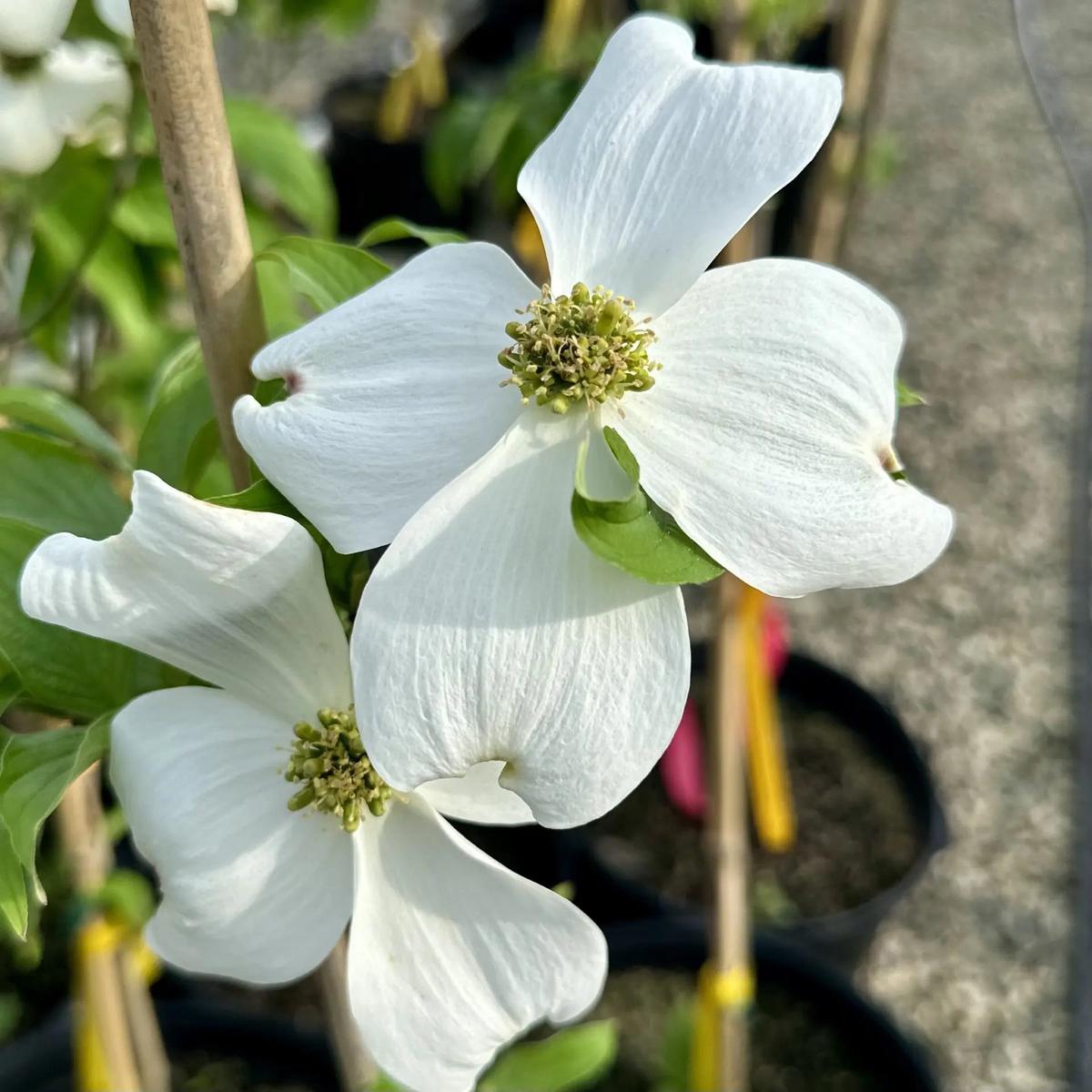 Cornus Florida Seeds for Planting  Organic, Heirloom, Non-GMO Flowering Tree Seeds