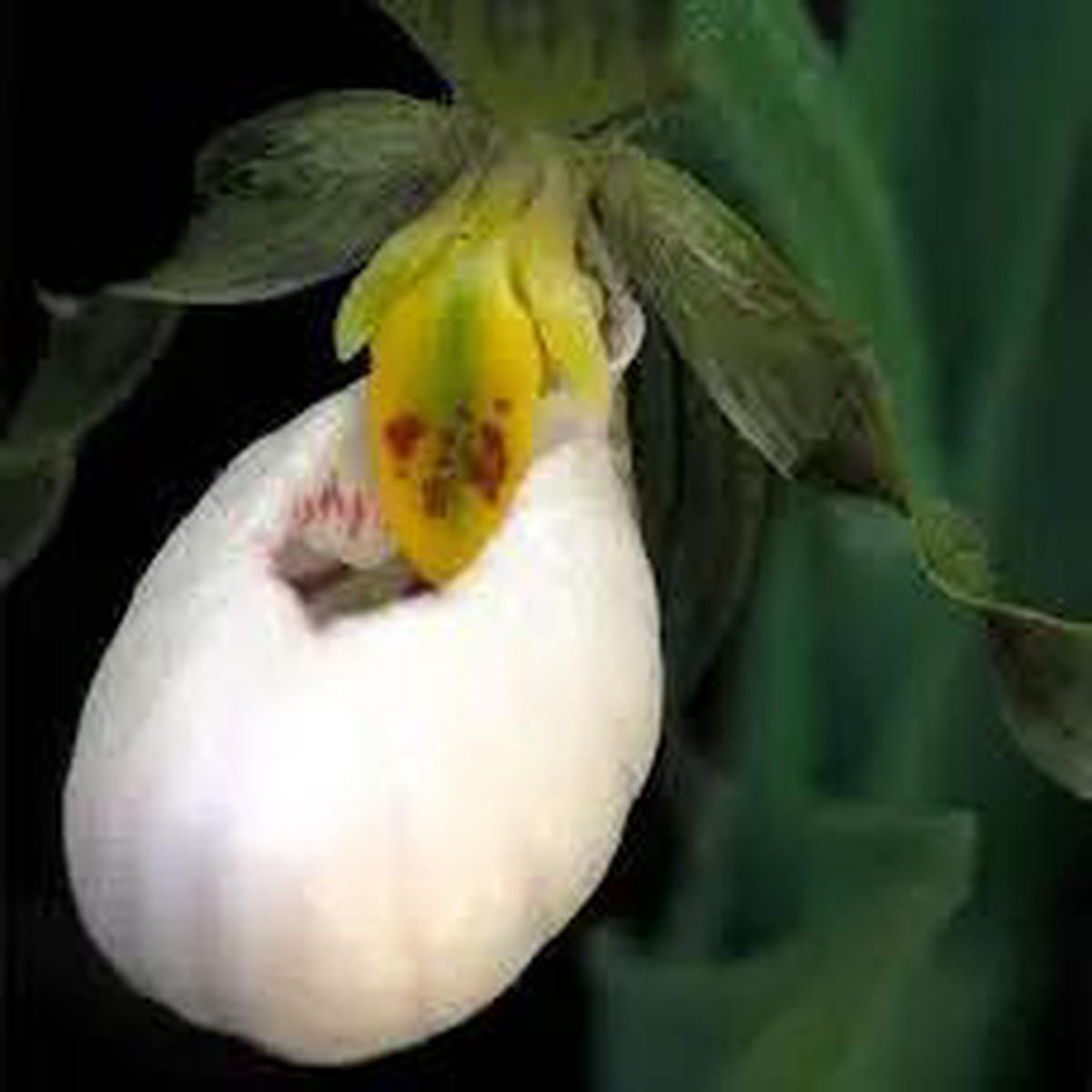 Cypripedium acaule or White Ladys Slipper Flower Seeds for Planting – Heirloom & Non-GMO Garden Seeds