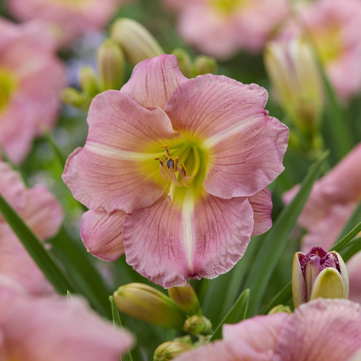 Daylily Reblooming Flower Seeds for Planting  Heirloom, Non-GMO, High Germination Organic Garden Seeds