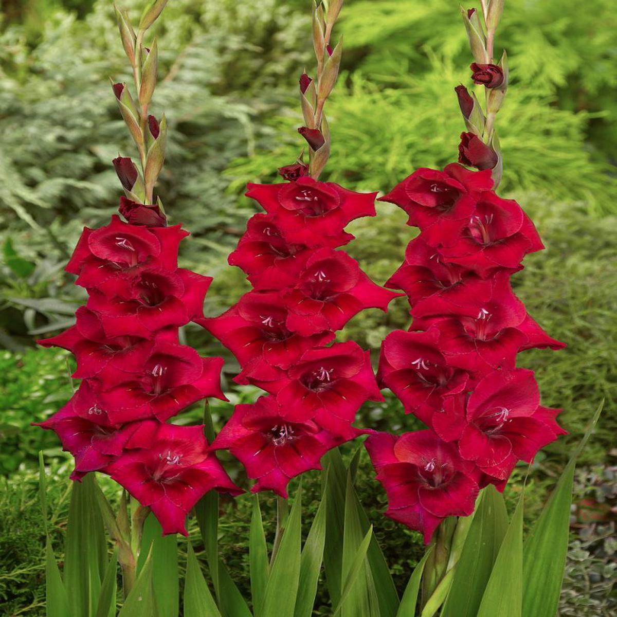 Deep Red Gladiolus Flower Seeds  Drought Tolerant, Heirloom & Non-GMO Seeds for Home Garden