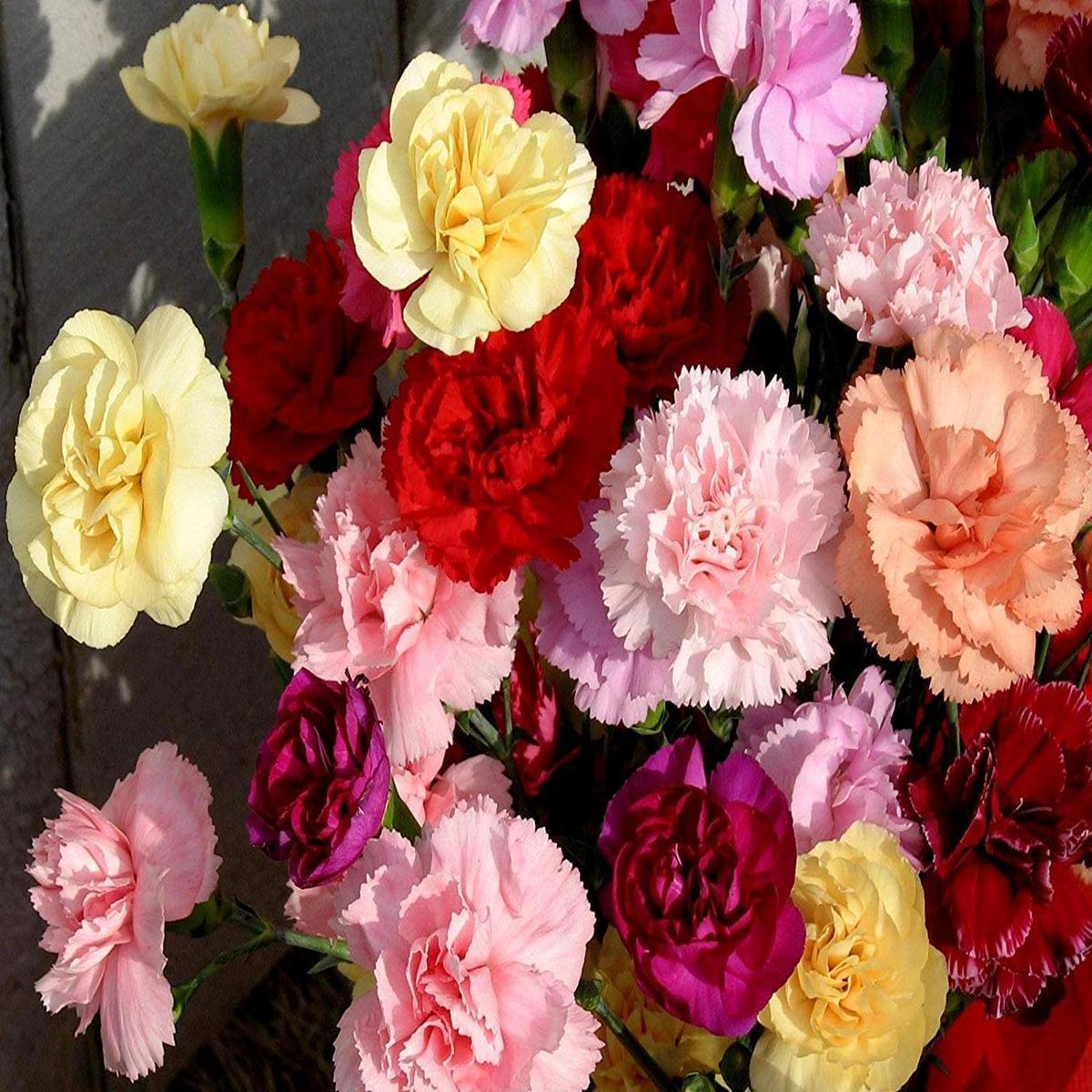 Dianthus Carnation Rose Seeds for Planting Flower Beds Home Garden