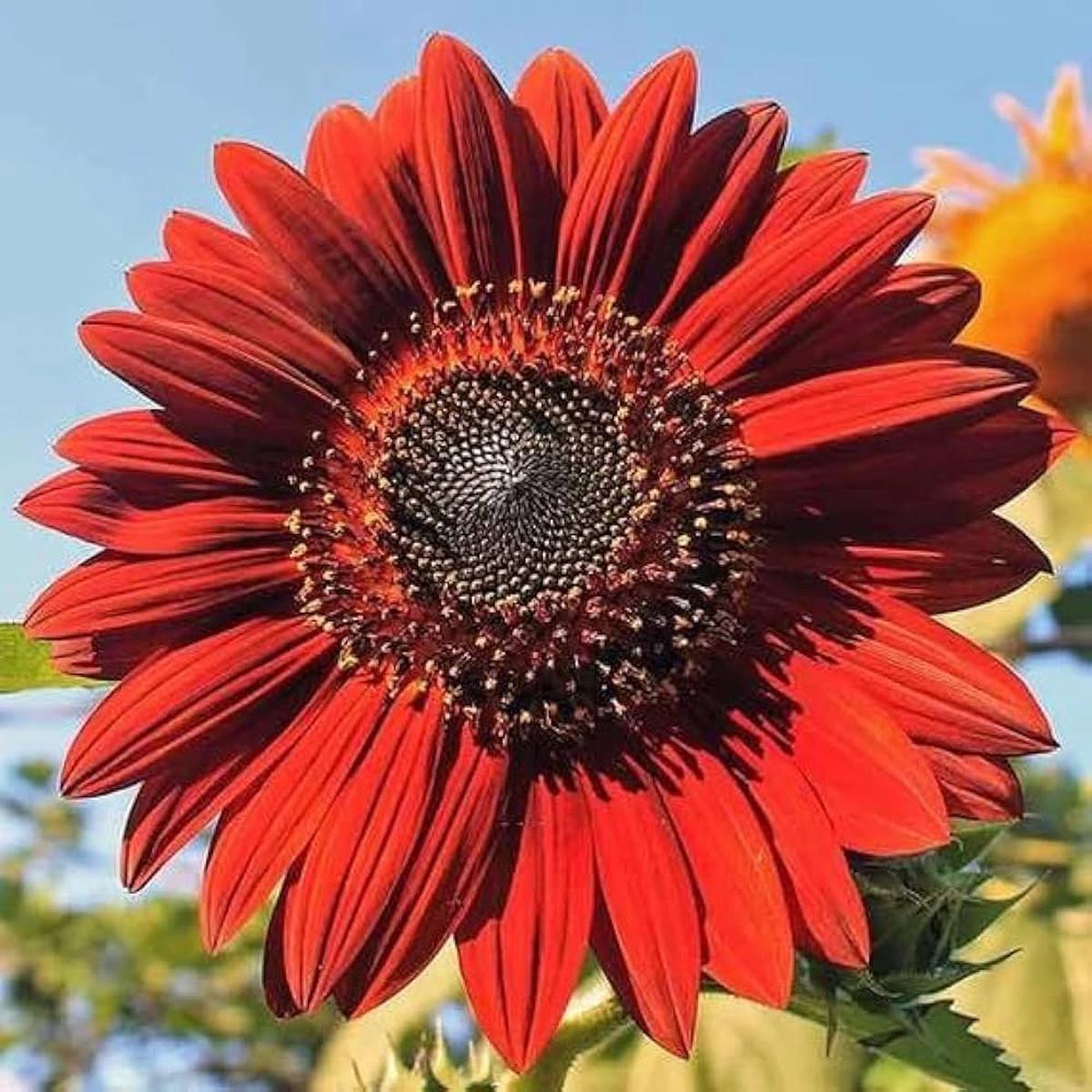Drop Dead Red Sunflower Seeds g