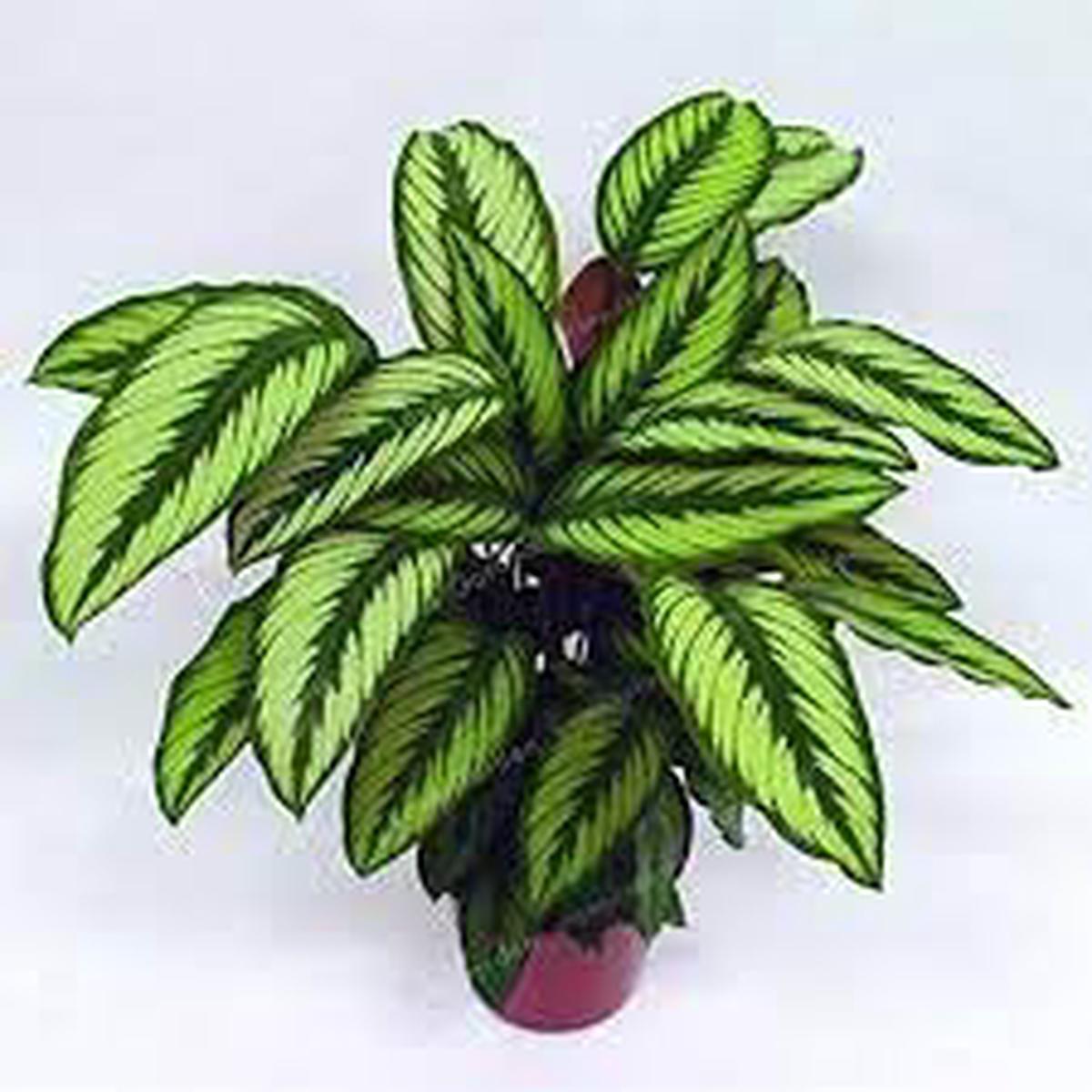 Futaba Calathea Foliage Plant Seeds for Planting – Heirloom & Non-GMO Seeds